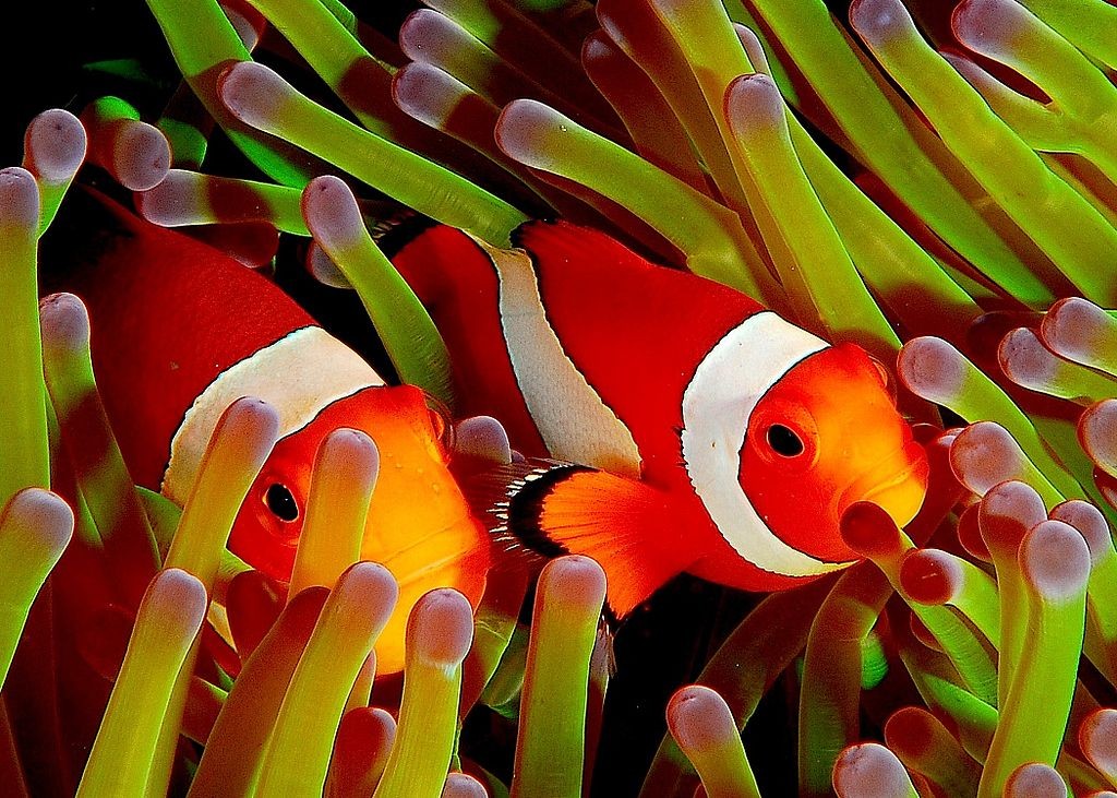 Common clownfish guarding their sea anemone home - source: Wikipedia (click on the image for full attribution)