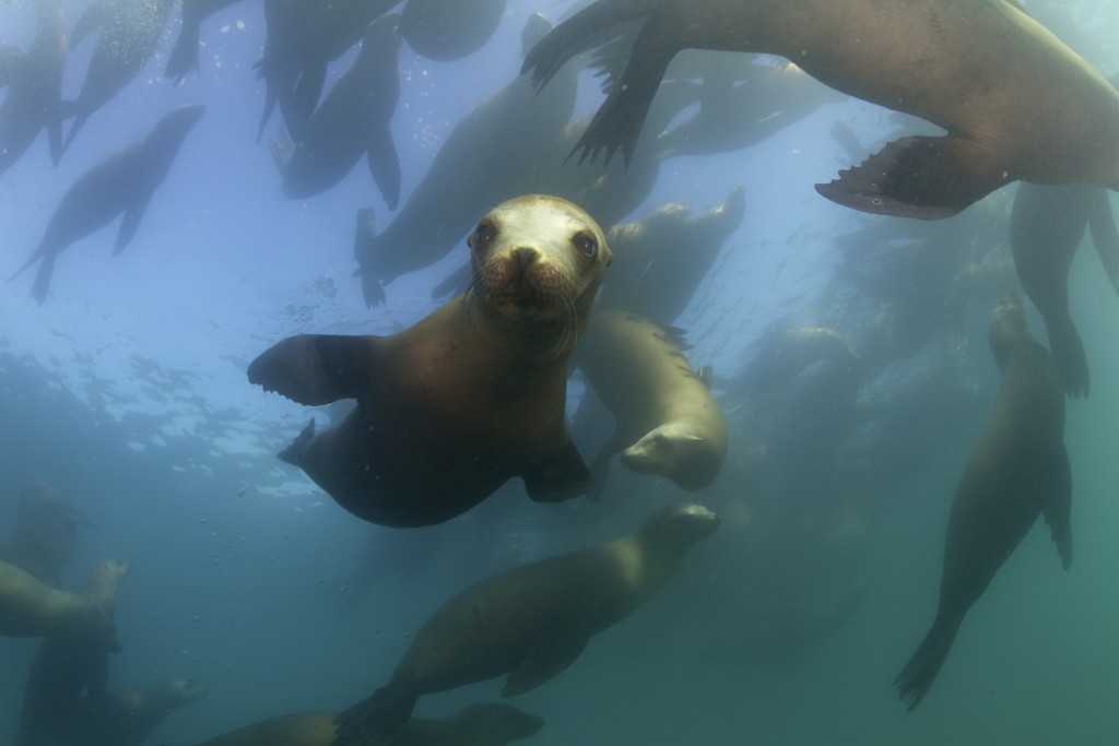 A group of California Sea Lions near the kelp forests off the coast of Monterey, California. (Credit © Keith Ellenbogen)