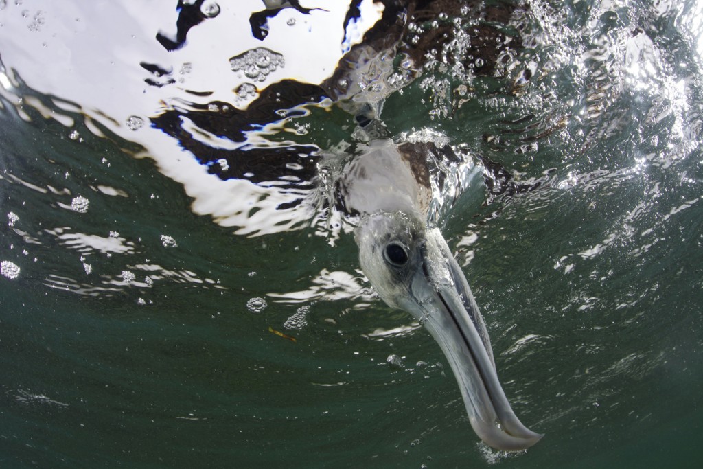 An underwater view of a juvenile Magnificent Frigatebird as it dives into the water to catch a small fish, Mesoamerican Reef, Mexico (Credit © Keith Ellenbogen)