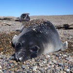 Elephant Seal pup along the coast of Patagonia, Argentina. (Credit © Keith Ellenbogen)