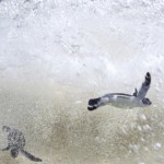 A nest full of newly hatched endangered Green Sea Turtles immediately race into the sea. (Credit © Keith Ellenbogen)