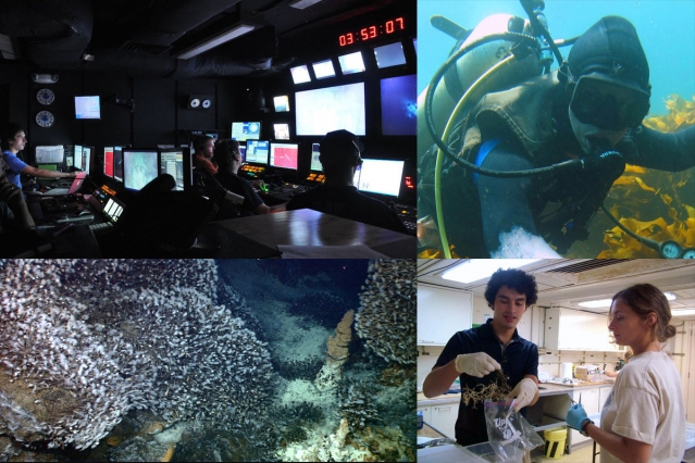 Clockwise from top left: Santiago Herrera (far left) leads an exploration dive of the ROV Little Hercules in the deep Celebes Sea in 2010; Herrera examines a specimen of a species of colonial salps found in a New Zealnd Kelp forest in 2012; Herrera (left) and Andrea Quattrini (right) store specimens of deep sea corals collected with WHOI's ROV Jason in 2009; and stalked barnacles from the vent fields at the Kawio Barat volcano in the Western Pacific.
Barnacles image courtesy of NOAA Okeanos Explorer Program, INDEX-SATAL 2010
