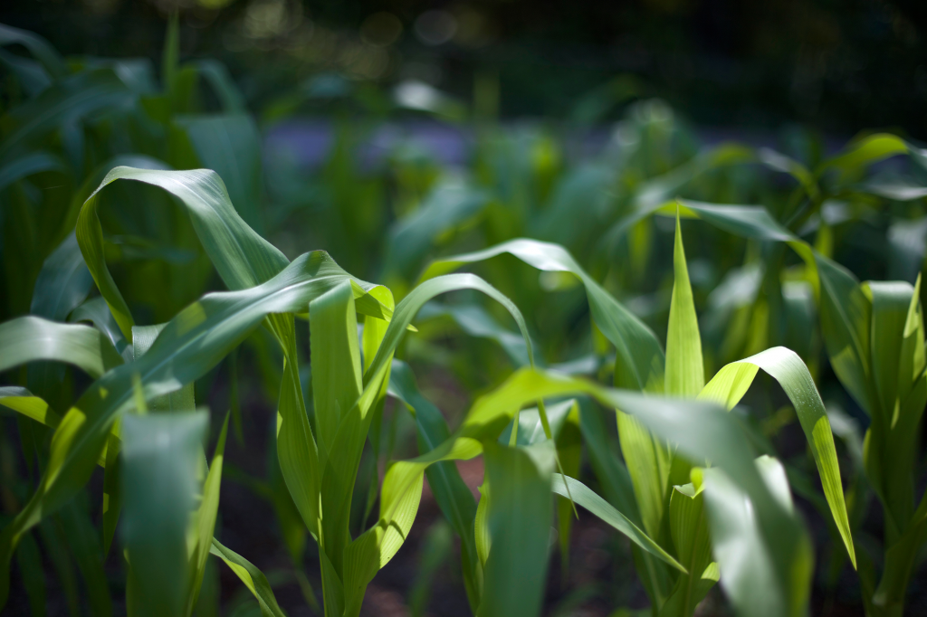 corn