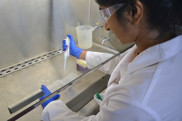 Manoshi Datta, a postdoc in the Department of Civil and Environmental Engineering, pipettes bacterial samples in the lab. (Photo: Marilyn Siderwicz)