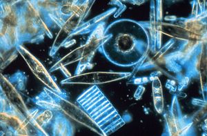 Assorted diatoms as seen through a microscope. These specimens were living between crystals of annual sea ice in McMurdo Sound, Antarctica. Image digitized from original 35mm Ektachrome slide. These tiny phytoplankton are encased within a silicate cell wall. (Photo: Prof. Gordon T. Taylor, Stony Brook University - corp2365, NOAA Corps Collection)