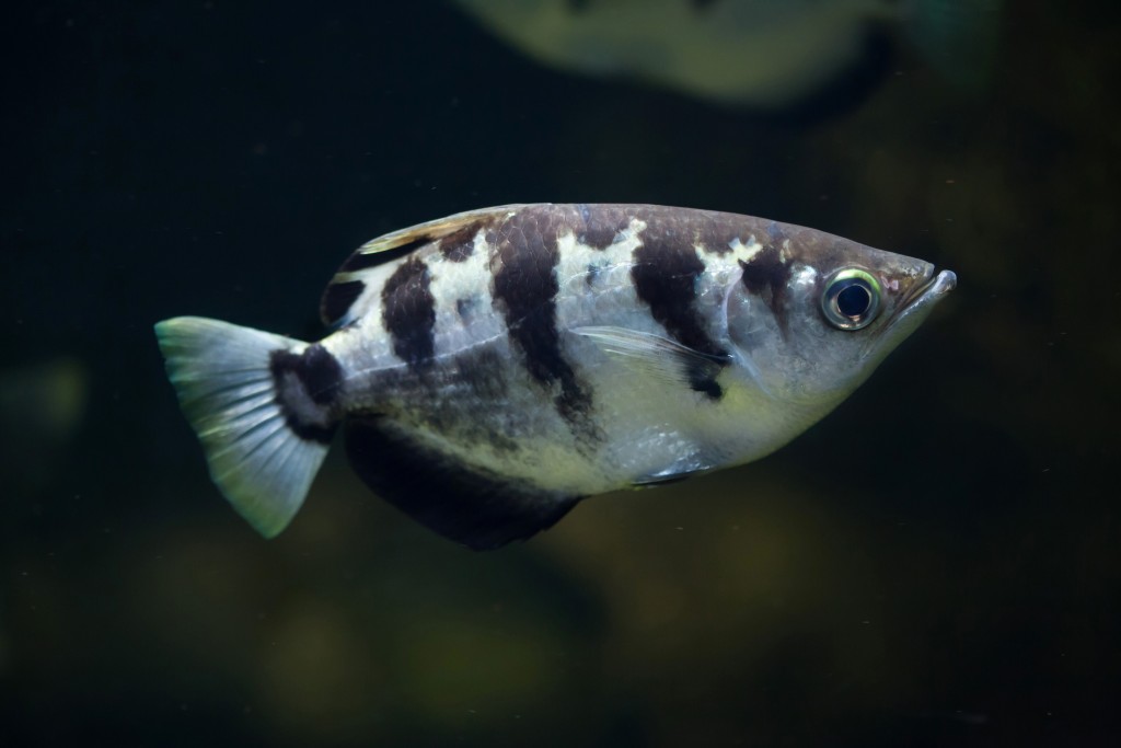 Banded archerfish (Toxotes jaculatrix), also known as the spinner fish. Wildlife animal.
