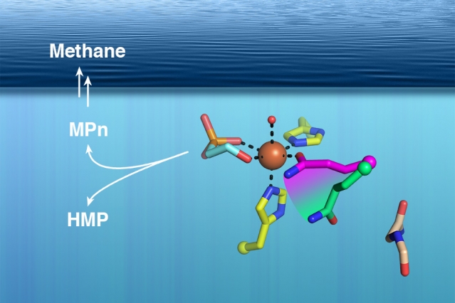 MIT scientists have determined the structure of an enzyme that is found in ocean microbes and can produce a precursor to methane. (Image: David Born)