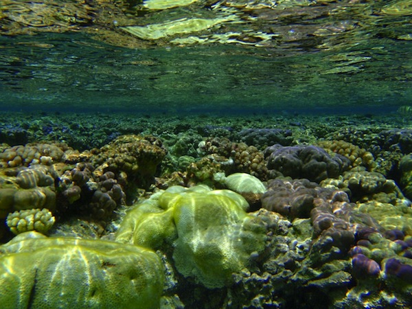 Coral Reef: Formation