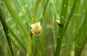Scallop.seagrass-2 Scallop.seagrass-2