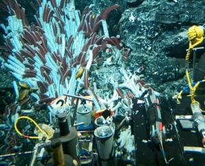 The submersible Alvin investigates giant tube worms and yeti crabs colonizing a hydrothermal vent. (Courtesy of WHOI)