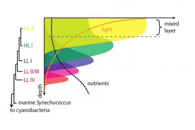 The new analysis shows that the layered structure of the marine bacterial ecosystem evolved over time, with newer versions displacing those near the surface and forcing them into deeper levels. (Image: Rogier Braakman, reproduced with permission from Proceedings of the National Academy of Sciences)