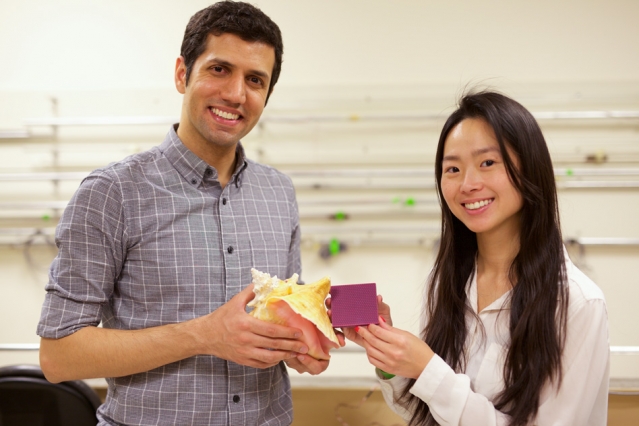 Researchers at MIT have explored the secrets behind the conch shell’s extraordinary impact resilience. The findings are reported in a new study by MIT graduate student Grace Gu (right), postdoc Mahdi Takaffoli (left), and McAfee Professor of Engineering Markus Buehler. (Photo: Melanie Gonick/MIT)
